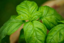 Basil Exotic Organic Essential Oil  |SOIL ASSOCIATION ORGANIC