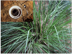 Vetiver Java Coffee-Chocolate Scented E.O --5ML