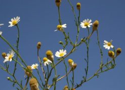Chamomile Moroccan wild 5ml=|SOIL ASSOCIATION ORGANIC|