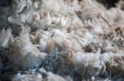 Wool Absolute |10ML