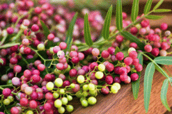 Brazilian Pink Pepper Essential Oil |SOIL ASSOCIATION  ORGANIC |10ML