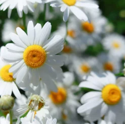 Chamomile Roman Essential Oil /England/5ml