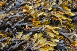 Seaweed Absolute || 5ML