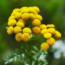 BLUE TANSY /SOIL ASSOCIATION ORGANIC /5ML