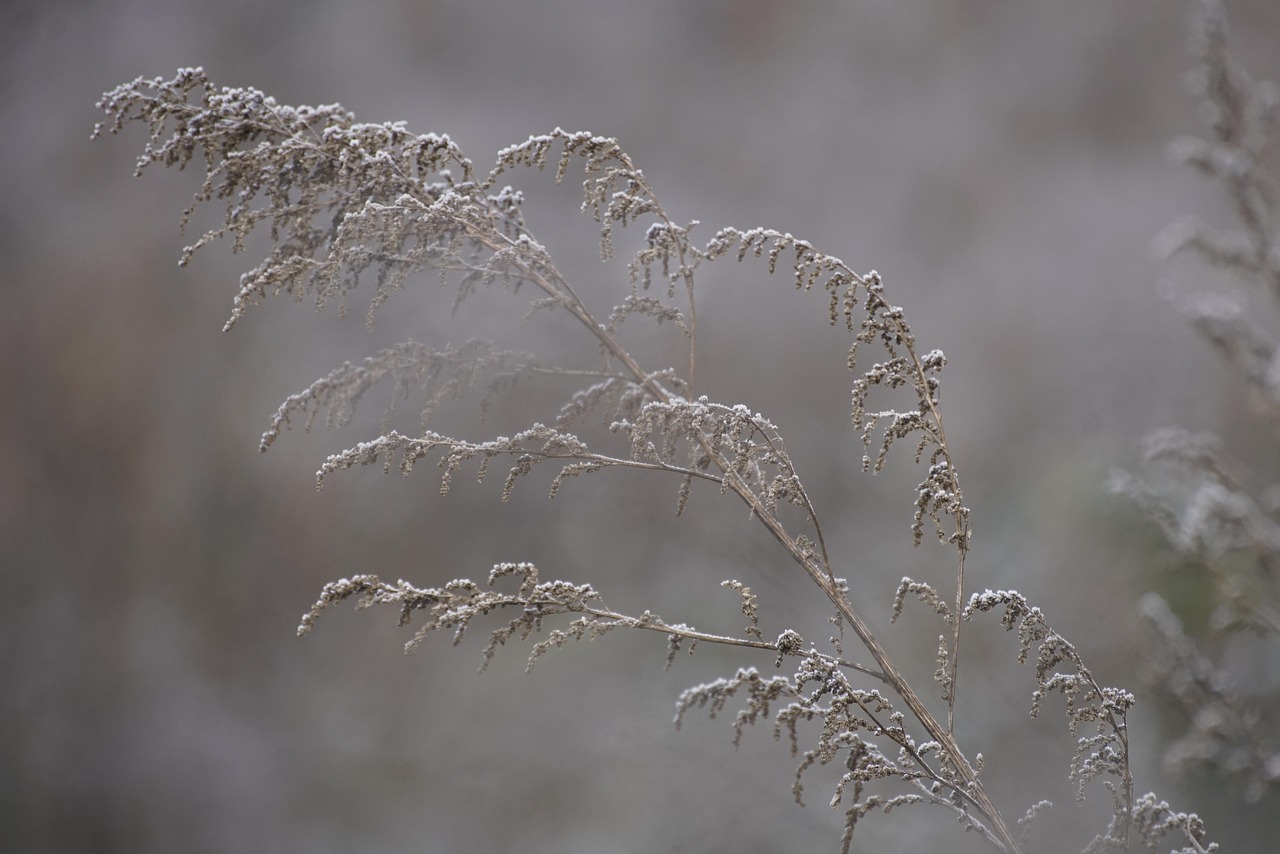 artemisia-7681065_1280