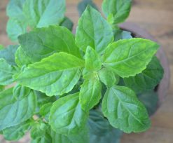 PATCHOULI OIL STAINLESS STEEL ||PAYAN BERTRAND | {30ML}