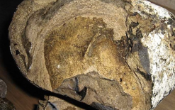 ambergris (white ambergris ) 1 gram